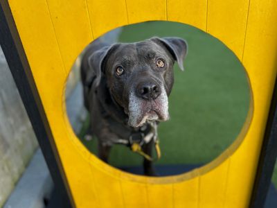 Moose | Italian Corso Dog Cross | Snetterton (Norfolk) - 2