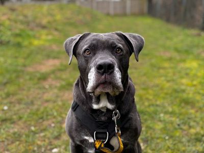 Moose — Italian Corso Dog Cross