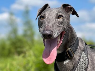 Mr Blue Sky | Greyhound Cross | Loughborough - 2