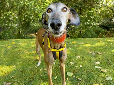 Winston | Saluki Cross | Merseyside (Liverpool) - 2