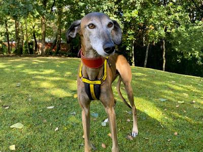 Winston | Saluki Cross | Merseyside (Liverpool) - 3