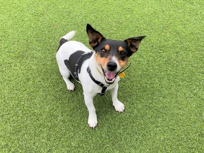 Fergus | Terrier (Jack Russell) | West Calder (Edinburgh) - 4