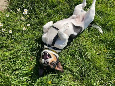 Fergus | Terrier (Jack Russell) | West Calder (Edinburgh) - 5