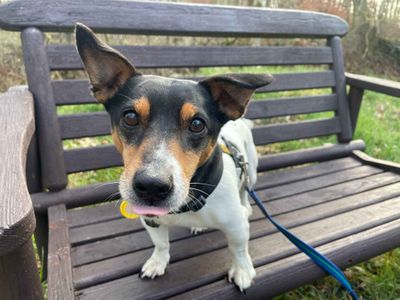 Fergus | Terrier (Jack Russell) | West Calder (Edinburgh) - 2