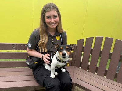 Fergus | Terrier (Jack Russell) | West Calder (Edinburgh) - 3