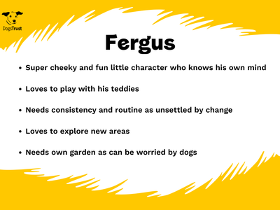 Fergus | Terrier (Jack Russell) | West Calder (Edinburgh) - 2