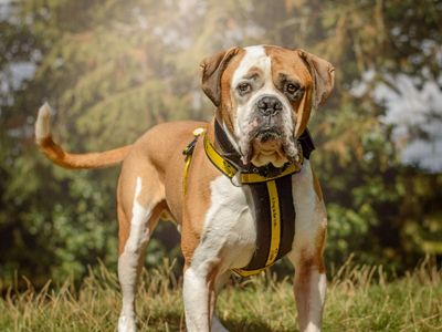 Stanley | American Bulldog | Kenilworth (West Midlands) - 3
