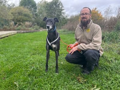 Gavin, a 9 years old male Greyhound available for adoption from Dogs Trust in Leicestershire