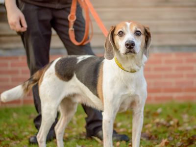 Hunter | Beagle Cross | Kenilworth (West Midlands) - 5
