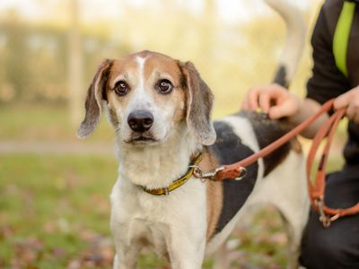 Hunter | Beagle Cross | Kenilworth (West Midlands) - 3