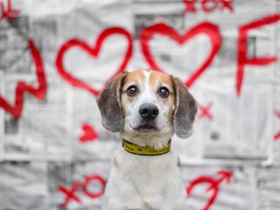 Hunter | Beagle Cross | Kenilworth (West Midlands) - 5