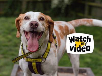 Effie, a 6 years old female Foxhound available for adoption from Dogs Trust in Kenilworth, West Midlands