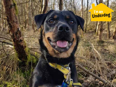 Twiglet | Crossbreed | West Calder (Edinburgh) - 4