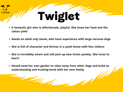 Twiglet | Crossbreed | West Calder (Edinburgh) - 2