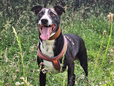 Frederick | Lurcher Cross | Shrewsbury (Shropshire) - 5