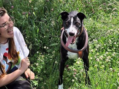 Frederick | Lurcher Cross | Shrewsbury (Shropshire) - 3