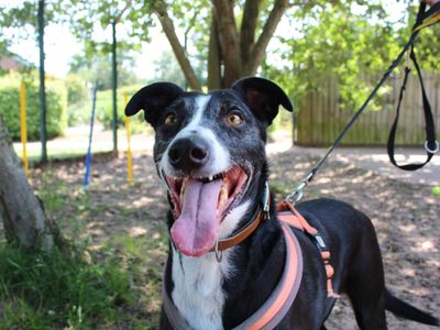 Frederick | Lurcher Cross | Shrewsbury (Shropshire) - 3