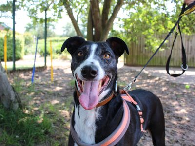 Frederick | Lurcher Cross | Shrewsbury (Shropshire) - 3
