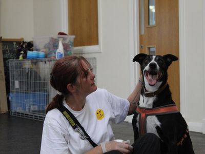 Frederick | Lurcher Cross | Shrewsbury (Shropshire) - 5