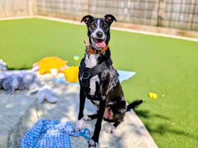 Cedric | Lurcher Cross | Cardiff - 3