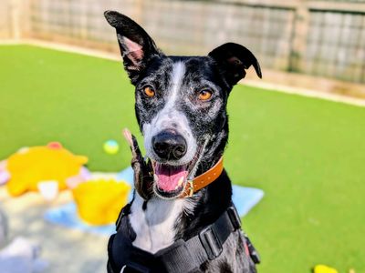 Cedric — Lurcher Cross