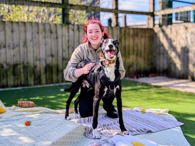 Cedric | Lurcher Cross | Cardiff - 5