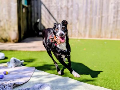 Cedric | Lurcher Cross | Cardiff - 3