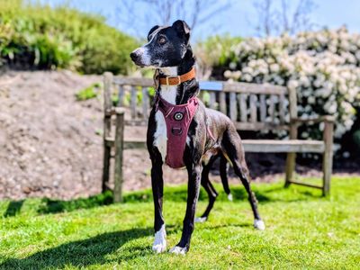 Cedric | Lurcher Cross | Cardiff - 5