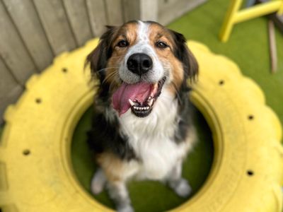 Oswald | Collie (Border) Cross | Shoreham (Sussex) - 5