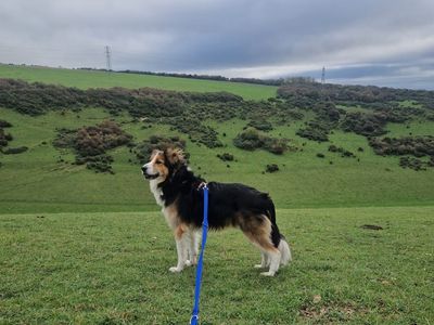Oswald | Collie (Border) Cross | Shoreham (Sussex) - 3