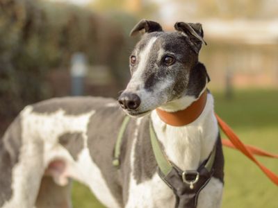Pickle | Greyhound | Kenilworth (West Midlands) - 5