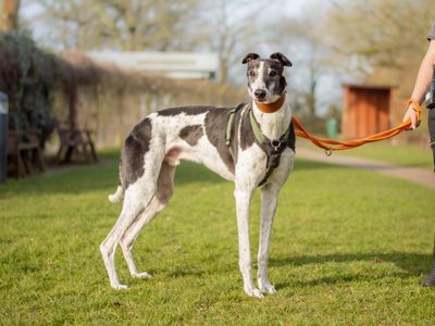 Pickle | Greyhound | Kenilworth (West Midlands) - 3