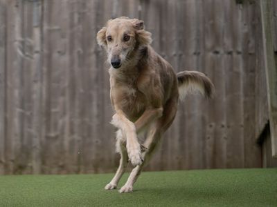 Charlie | Lurcher Cross | Kenilworth (West Midlands) - 2
