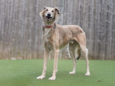 Charlie | Lurcher Cross | Kenilworth (West Midlands) - 3