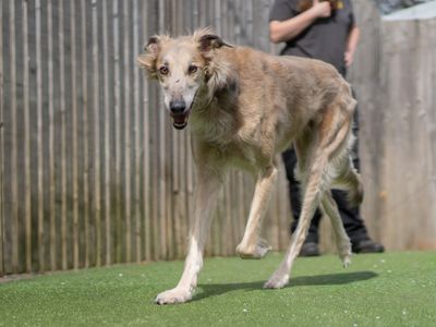Charlie — Lurcher Cross