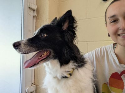 Hooch | Collie (Border) | Bridgend (Wales) - 3