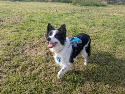 Hooch | Collie (Border) | Bridgend (Wales) - 5