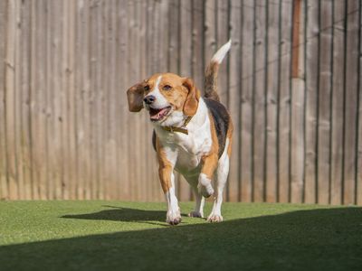 Crumble | Beagle | Kenilworth (West Midlands) - 2