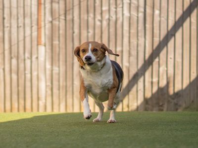Crumble | Beagle | Kenilworth (West Midlands) - 3