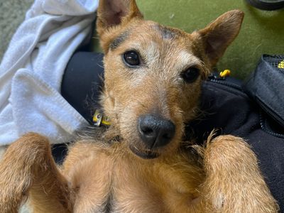 Cuan | Terrier (Lakeland) Cross | Ballymena (Northern Ireland) - 5