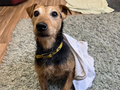 Cuan | Terrier (Lakeland) Cross | Ballymena (Northern Ireland) - 3
