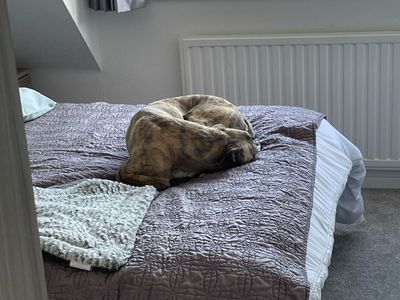 Max | Lurcher | Kenilworth (West Midlands) - 3
