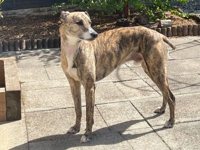 Max | Lurcher | Kenilworth (West Midlands) - 5