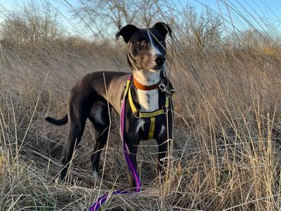 Betty spaghetti | Lurcher | Loughborough - 2