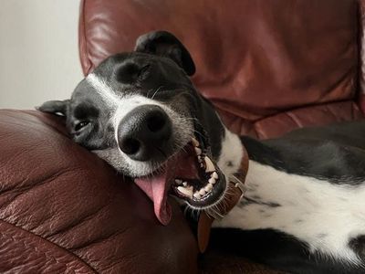 Betty spaghetti | Lurcher | Loughborough - 2