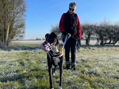 Betty spaghetti | Lurcher | Loughborough - 4