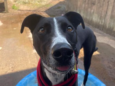 Betty spaghetti | Lurcher | Loughborough - 4