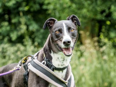 Betty spaghetti | Lurcher | Loughborough - 4