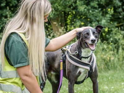 Betty spaghetti | Lurcher | Loughborough - 2