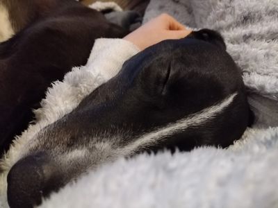 Betty spaghetti | Lurcher | Loughborough - 2
